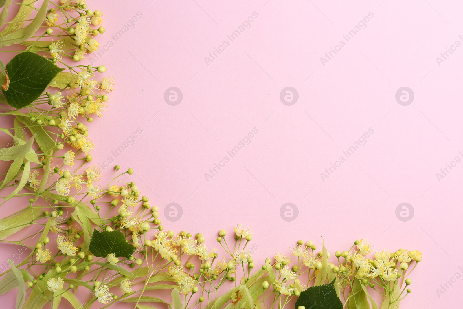 Photo of Beautiful linden blossoms and green leaves on pink background, flat lay