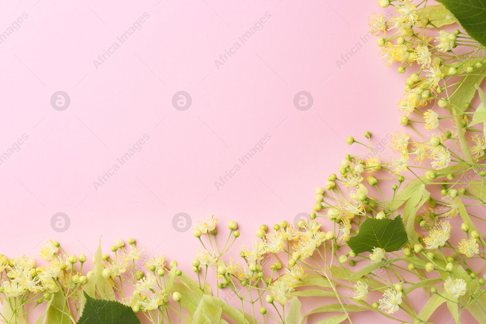 Photo of Beautiful linden blossoms and green leaves on pink background, flat lay