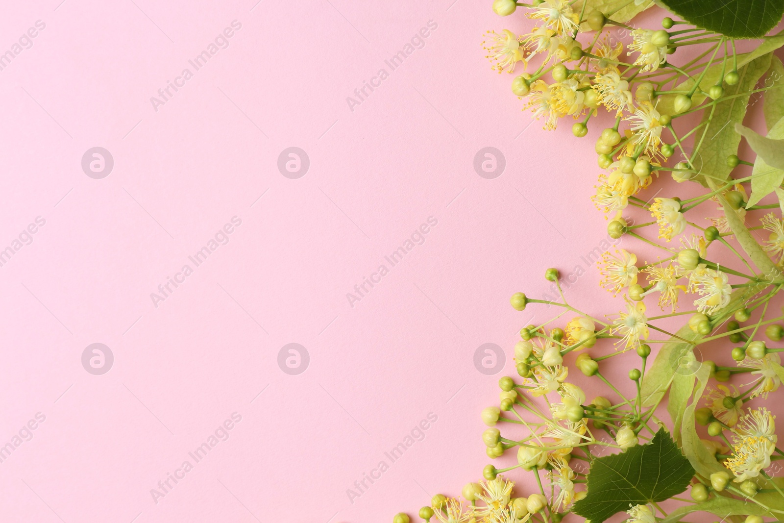 Photo of Beautiful linden blossoms and green leaves on pink background, flat lay