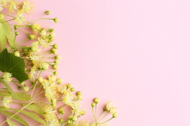 Beautiful linden blossoms and green leaves on pink background, flat lay