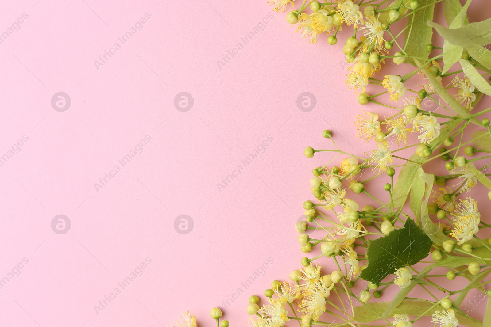 Photo of Beautiful linden blossoms and green leaves on pink background, flat lay