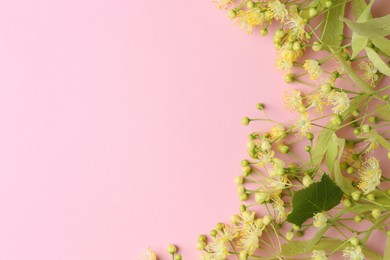 Beautiful linden blossoms and green leaves on pink background, flat lay