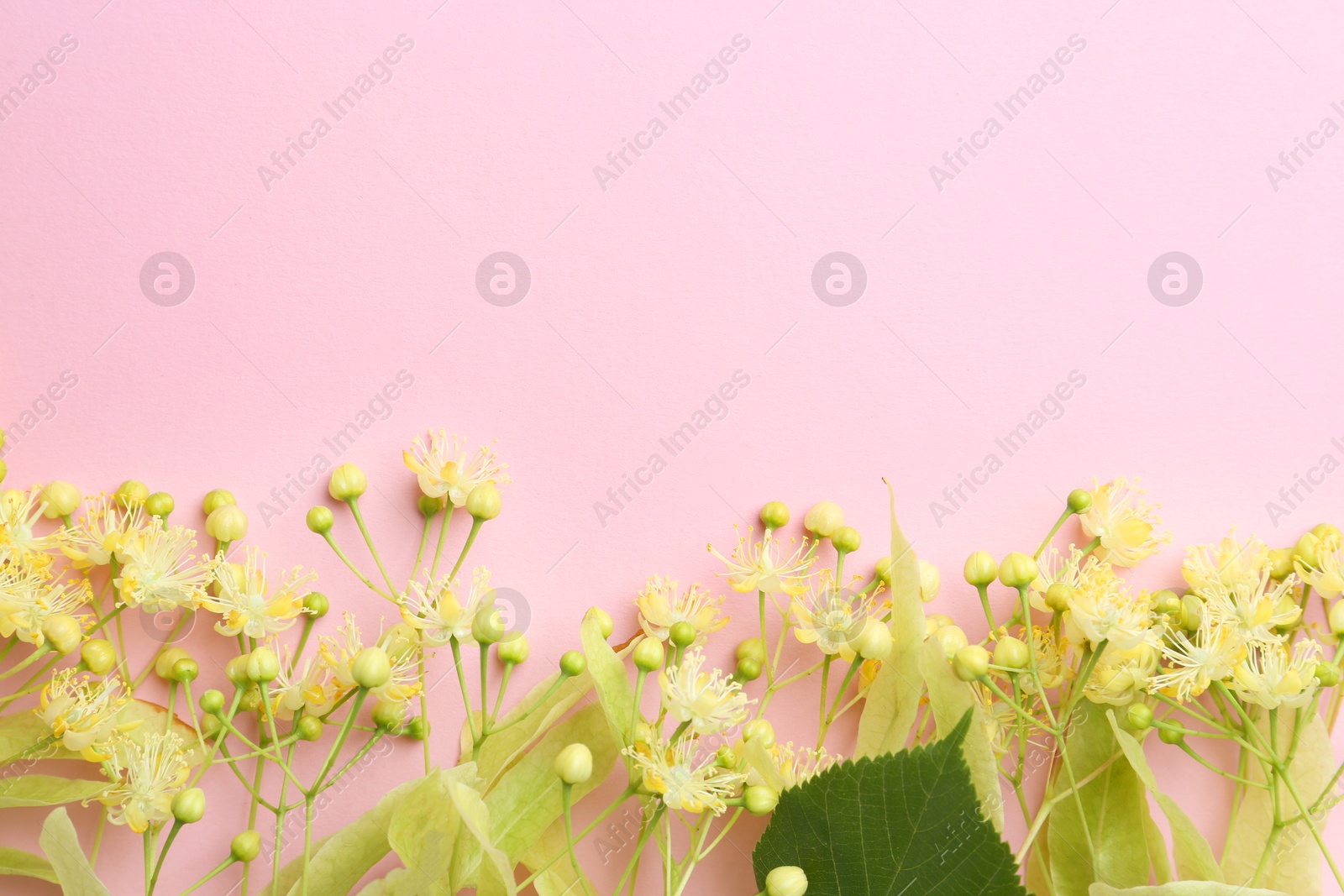 Photo of Beautiful linden blossoms and green leaves on pink background, flat lay