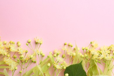 Photo of Beautiful linden blossoms and green leaves on pink background, flat lay