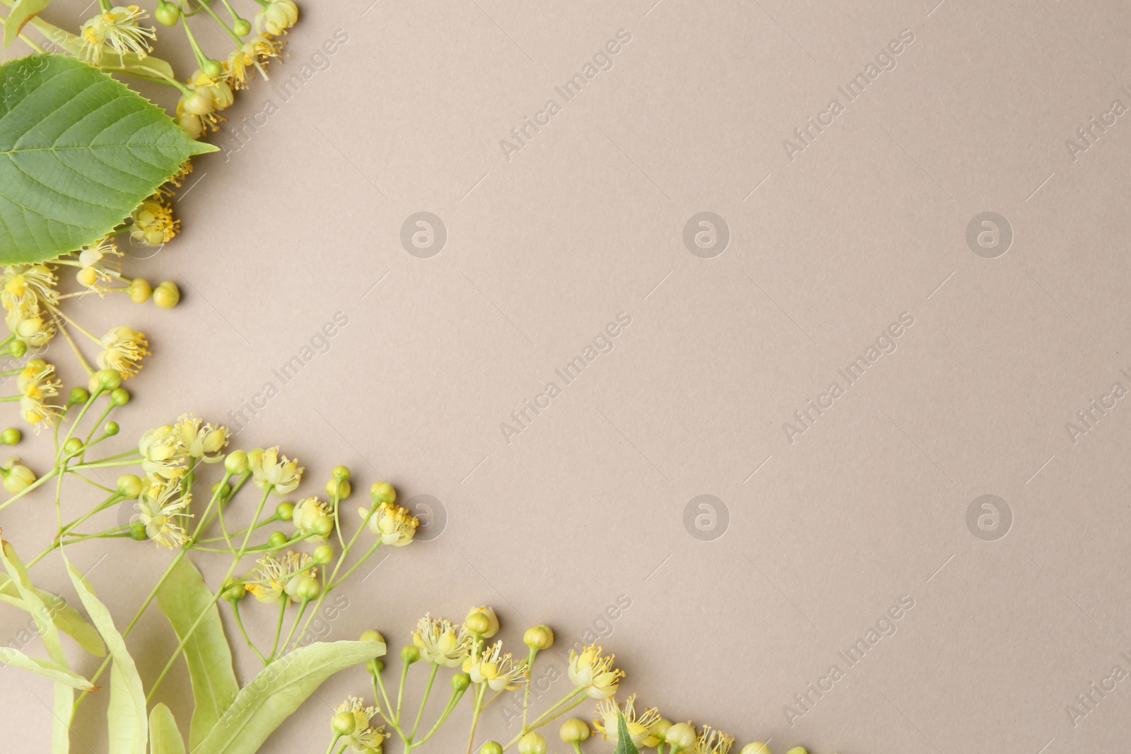 Photo of Beautiful linden blossoms and green leaves on dark beige background, flat lay. Space for text