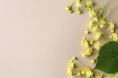 Beautiful linden blossoms and green leaf on dark beige background, flat lay. Space for text