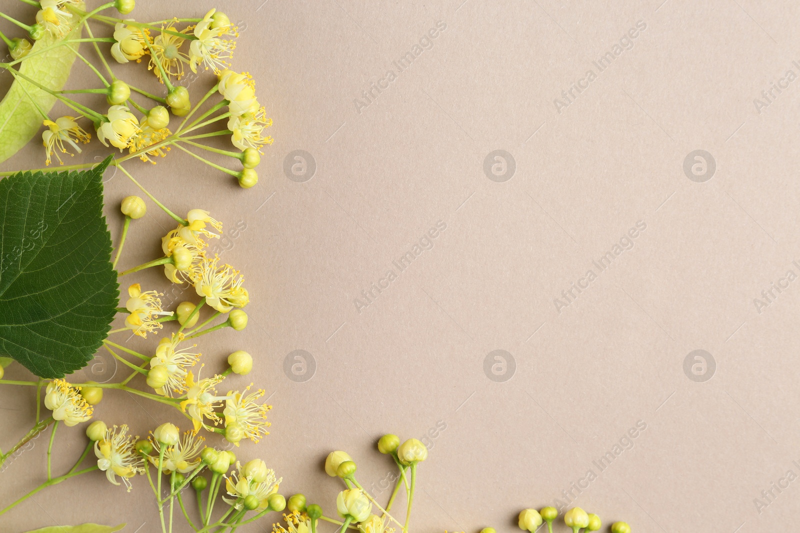 Photo of Beautiful linden blossoms and green leaves on dark beige background, flat lay. Space for text