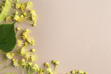 Beautiful linden blossoms and green leaves on dark beige background, flat lay. Space for text