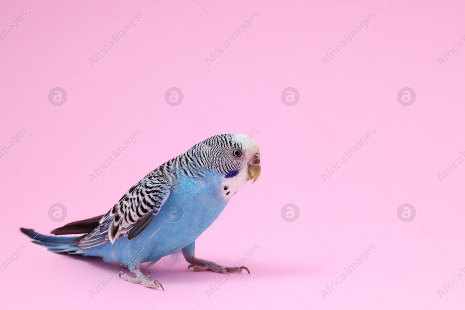 Photo of Beautiful bright parrot on pink background. Exotic pet. Space for text