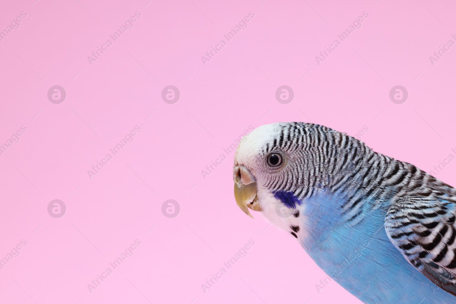 Photo of Beautiful bright parrot on pink background. Exotic pet. Space for text