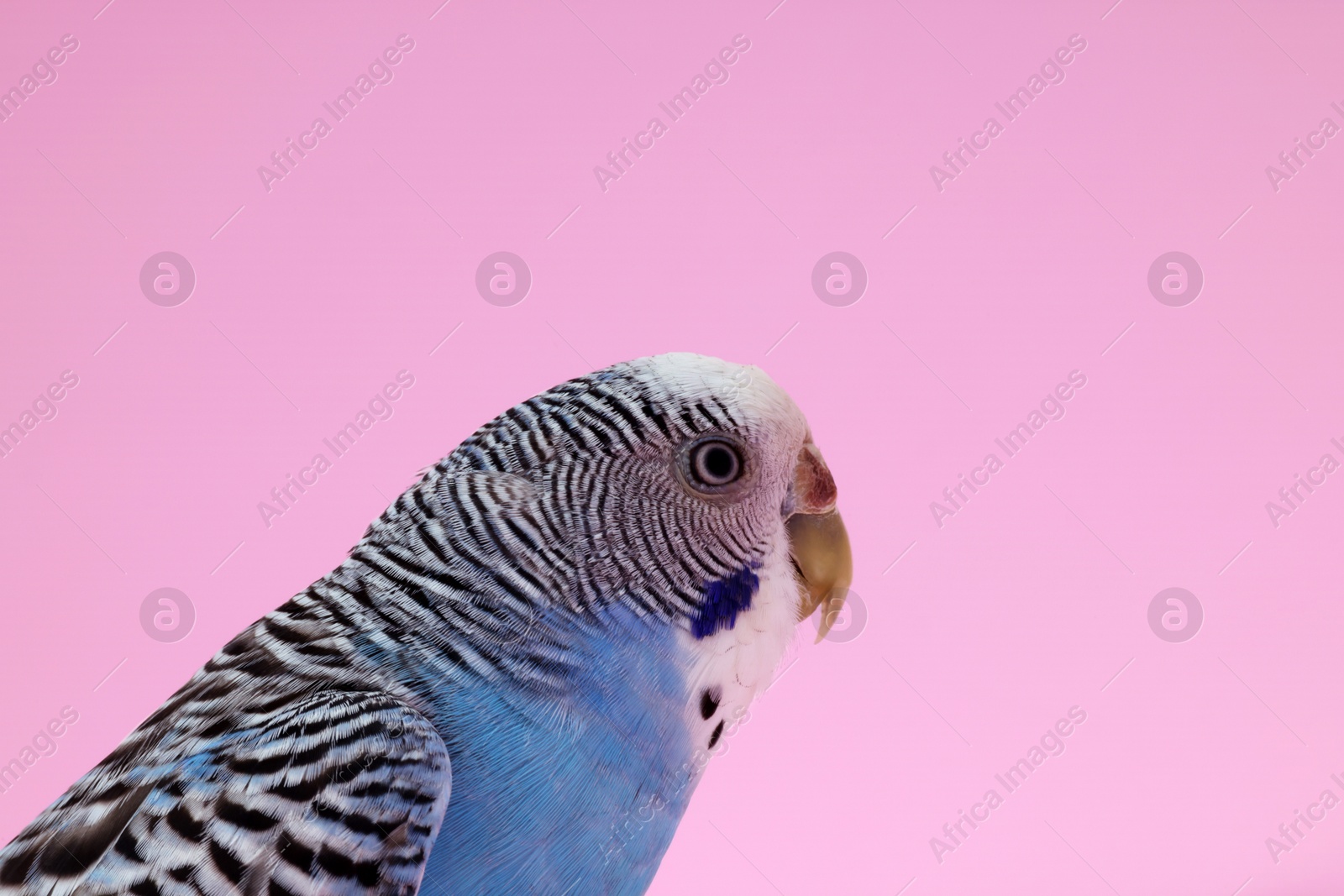 Photo of Beautiful bright parrot on pink background. Exotic pet. Space for text