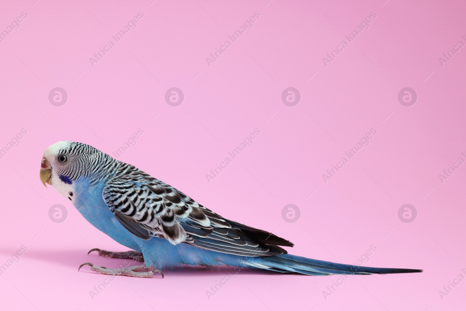 Photo of Beautiful bright parrot on pink background. Exotic pet. Space for text