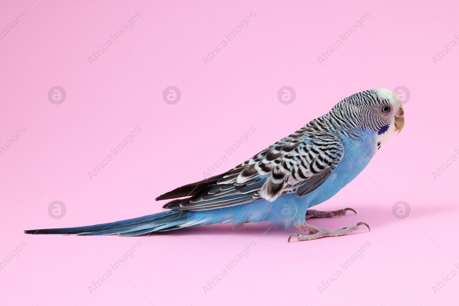 Photo of Beautiful bright parrot on pink background. Exotic pet