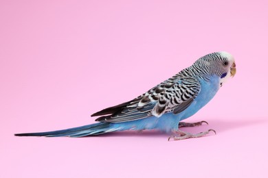 Photo of Beautiful bright parrot on pink background. Exotic pet