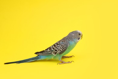 Photo of Beautiful parrot on yellow background. Exotic pet