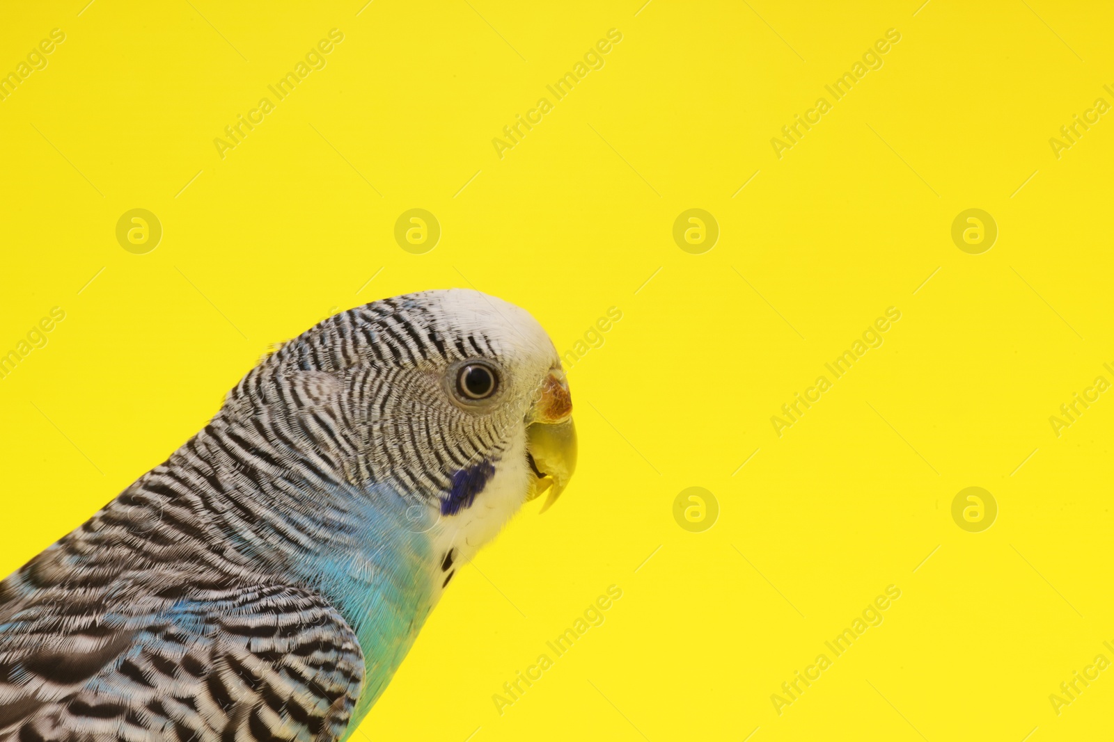 Photo of Beautiful parrot on yellow background, space for text. Exotic pet