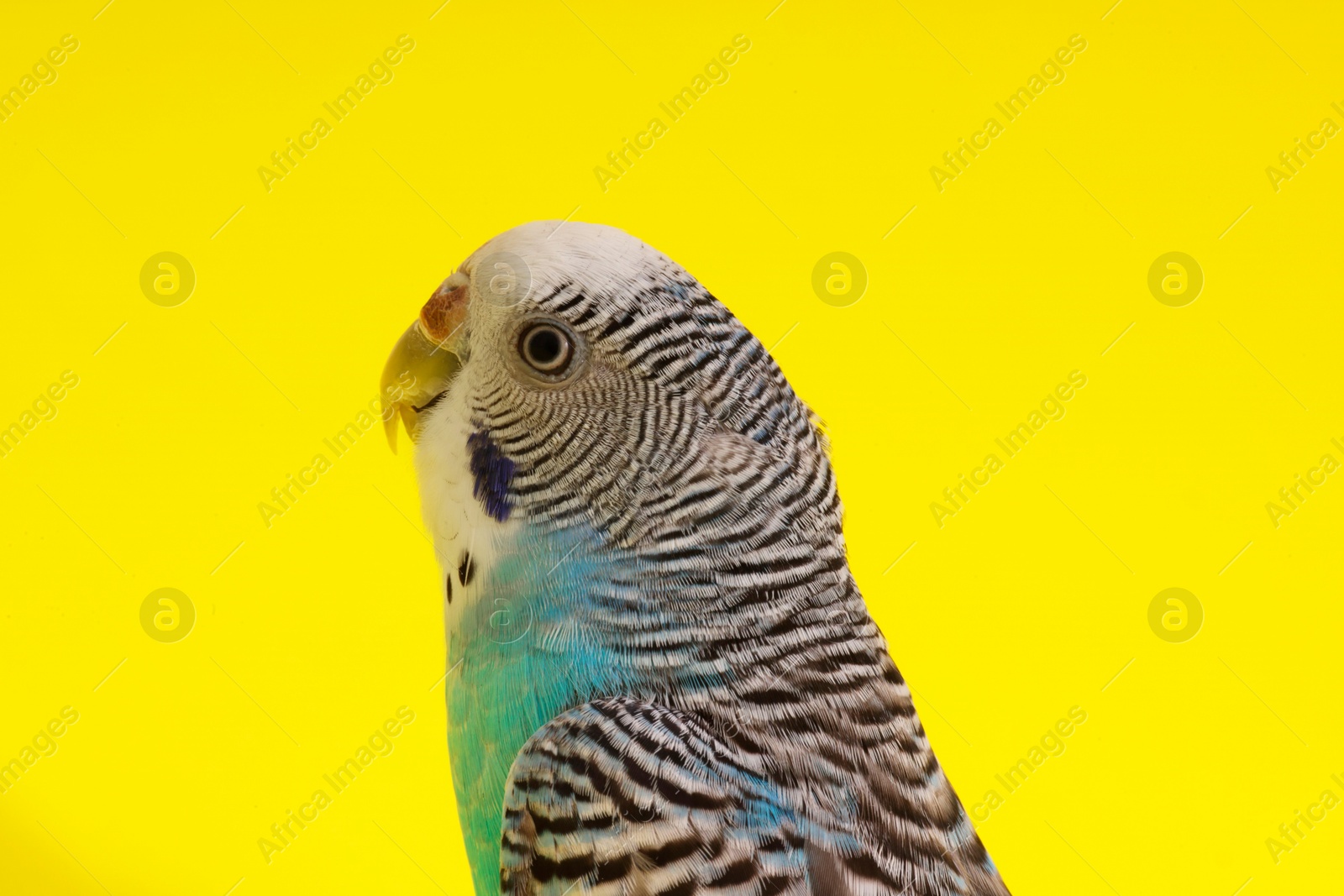 Photo of Beautiful parrot on yellow background, closeup. Exotic pet