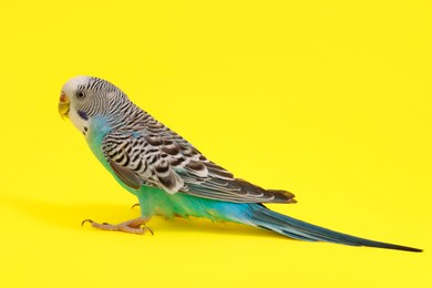 Photo of Beautiful parrot on yellow background. Exotic pet