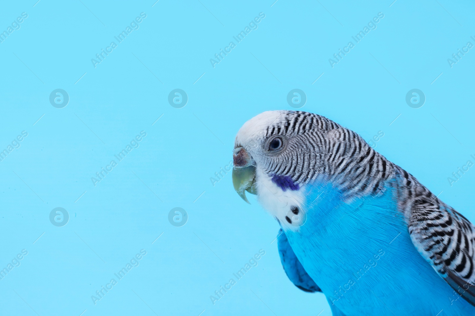 Photo of Beautiful bright parrot on light blue background, space for text. Exotic pet