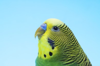 Photo of Beautiful bright parrot on light blue background, closeup. Exotic pet