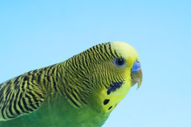 Photo of Beautiful bright parrot on light blue background, closeup. Exotic pet