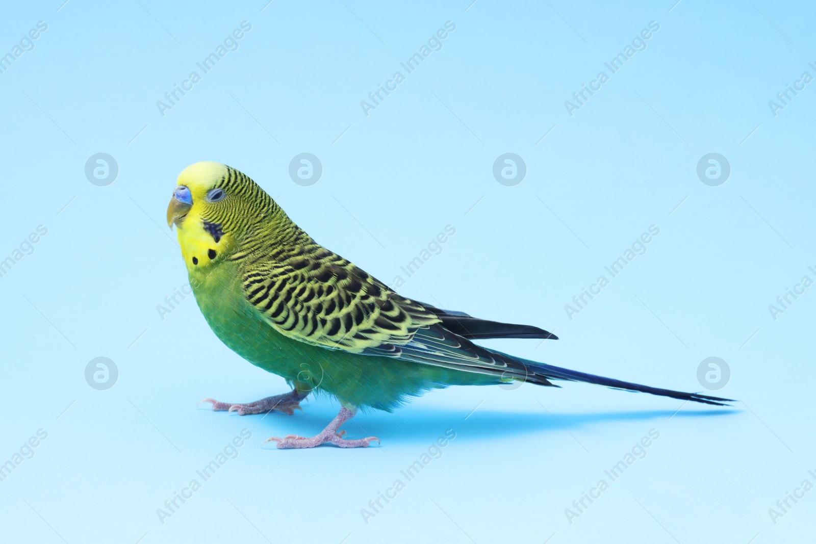 Photo of Beautiful bright parrot on light blue background. Exotic pet