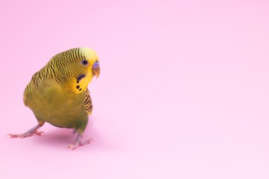 Photo of Beautiful bright parrot on pink background, space for text. Exotic pet