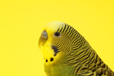 Photo of Beautiful bright parrot on yellow background, closeup. Exotic pet