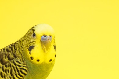 Photo of Beautiful bright parrot on yellow background. Exotic pet