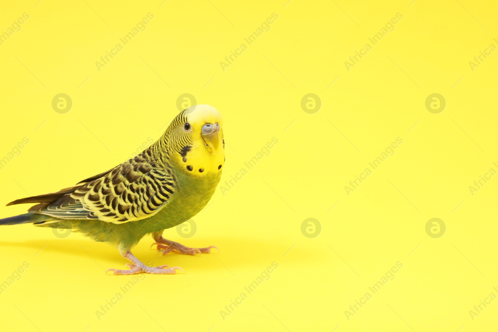 Photo of Beautiful bright parrot on yellow background, space for text. Exotic pet