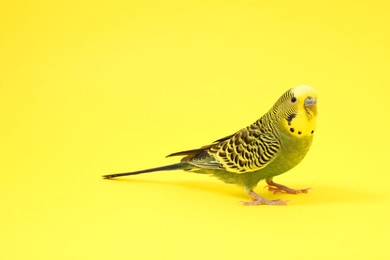 Photo of Beautiful bright parrot on yellow background. Exotic pet