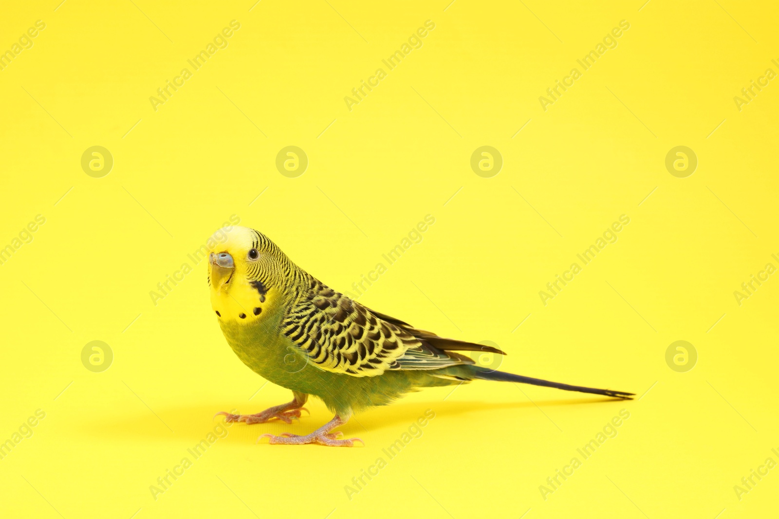 Photo of Beautiful bright parrot on yellow background. Exotic pet