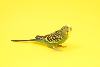 Photo of Beautiful bright parrot on yellow background. Exotic pet