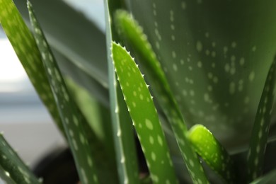 Photo of Beautiful aloe vera plant growing on blurred background, closeup