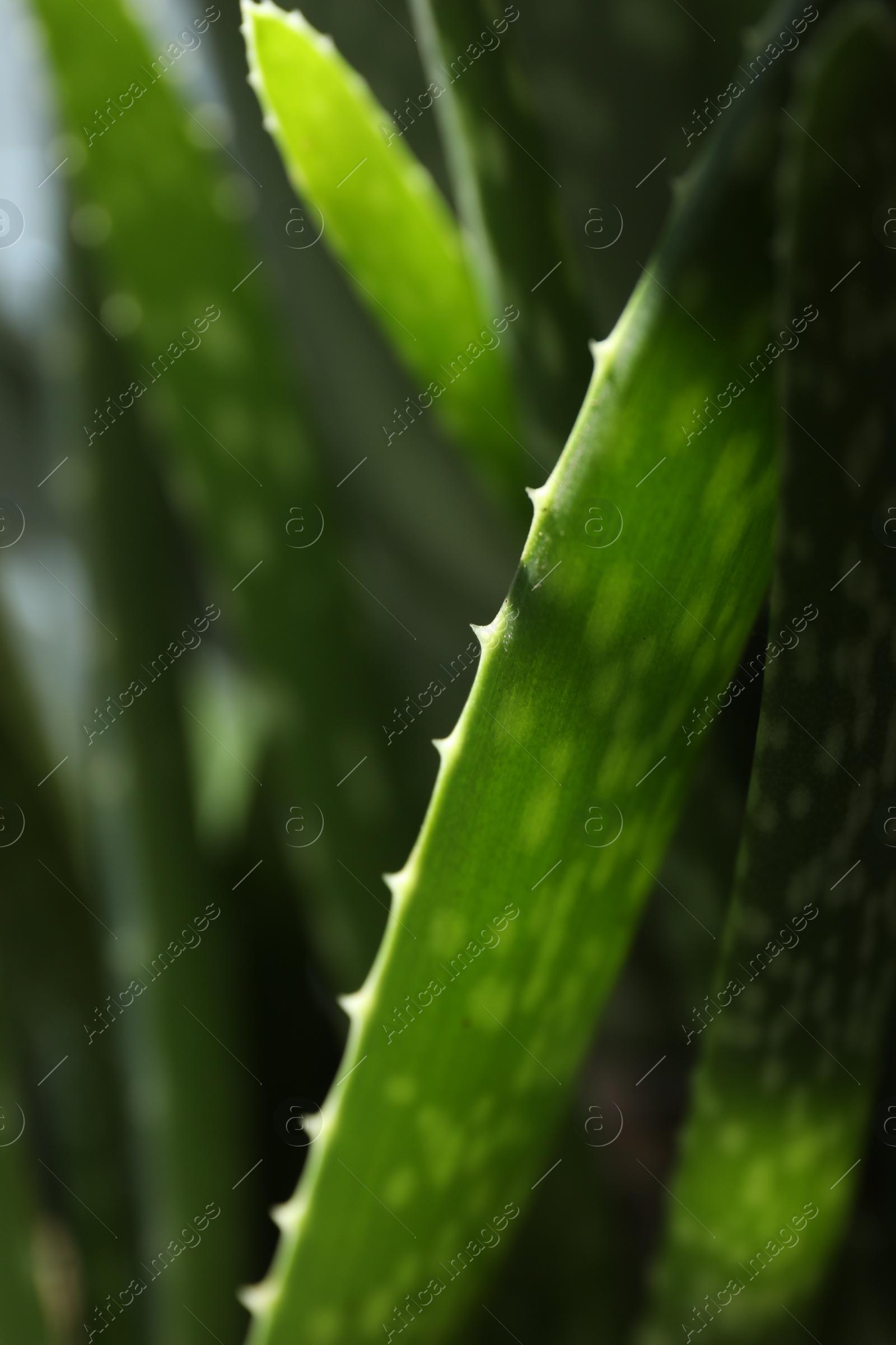 Photo of Beautiful aloe vera plant growing on blurred background, closeup