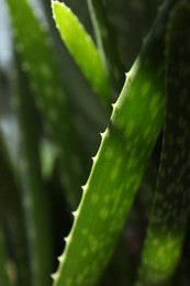 Beautiful aloe vera plant growing on blurred background, closeup