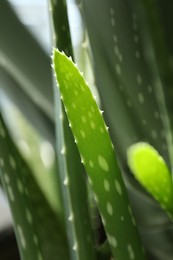 Photo of Beautiful aloe vera plant growing on blurred background, closeup