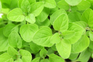 Green aromatic oregano as background, closeup view