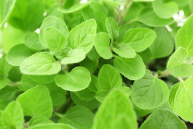 Photo of Green aromatic oregano as background, closeup view