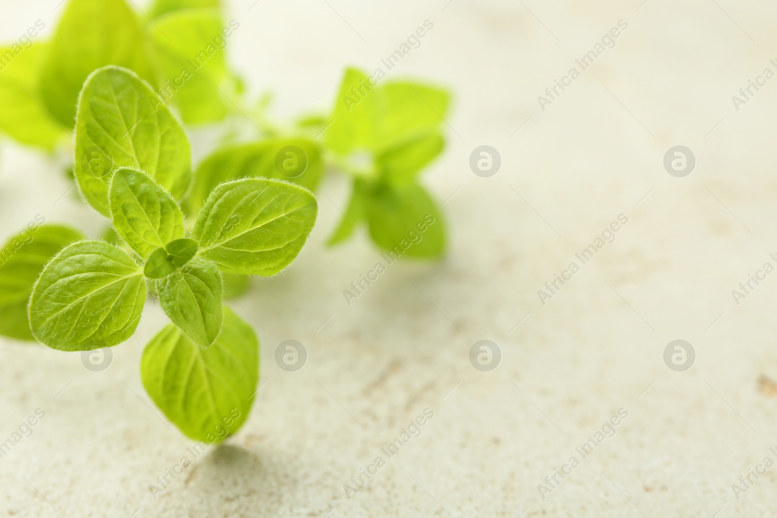 Photo of Sprig of fresh green oregano on light textured table, closeup. Space for text