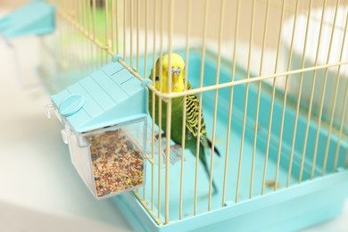 Photo of Pet parrot. Beautiful budgerigar in cage indoors