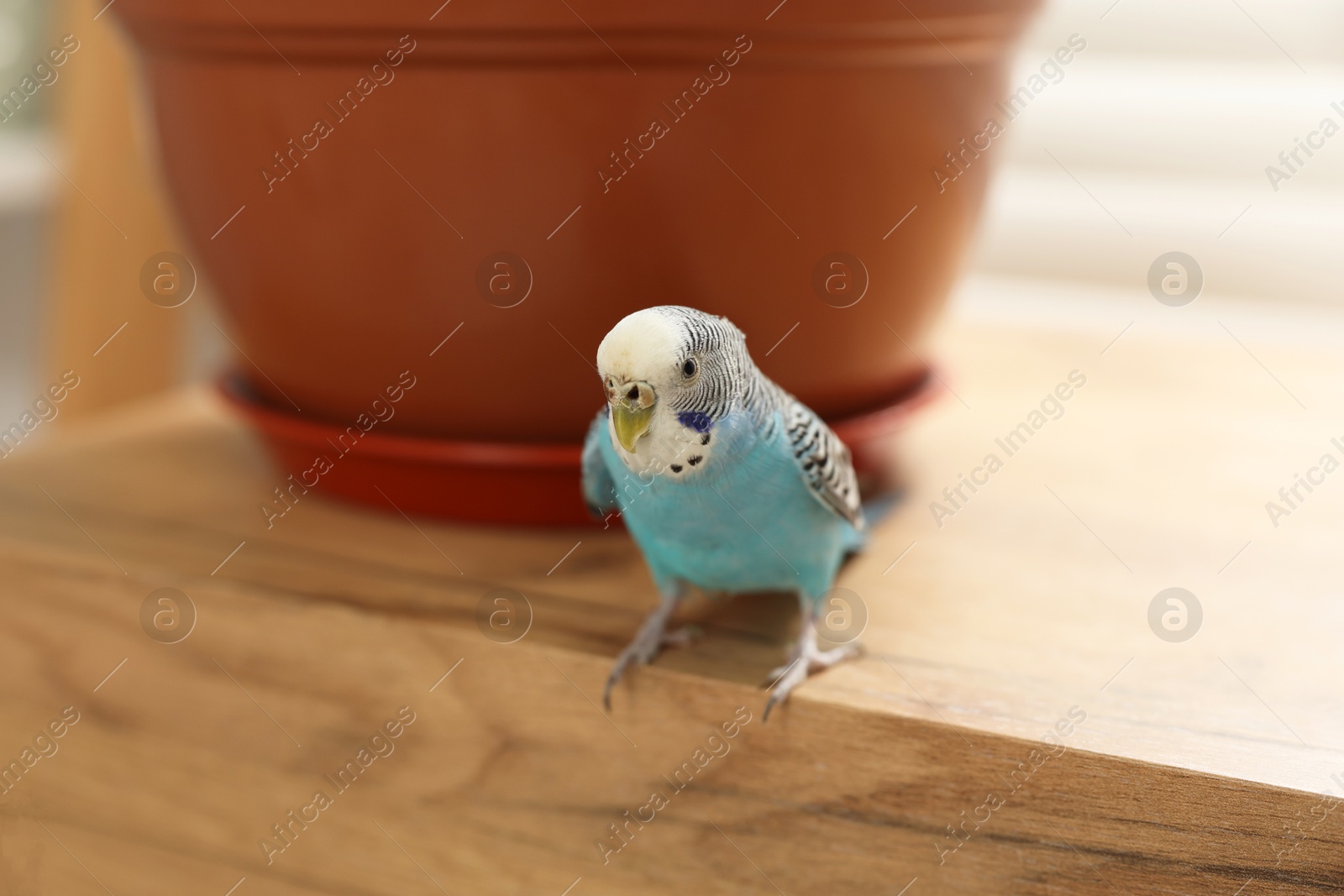 Photo of Pet parrot. Beautiful budgerigar sitting on chest of drawers at home