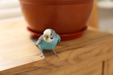 Photo of Pet parrot. Beautiful budgerigar sitting on chest of drawers at home