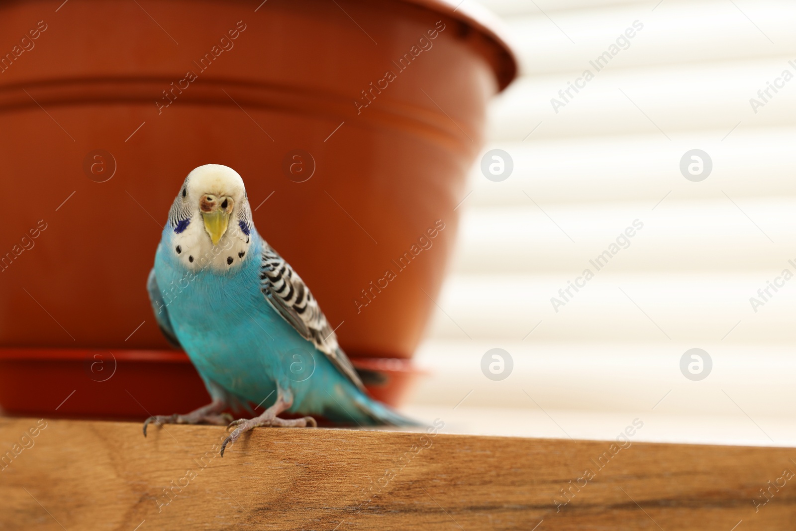 Photo of Pet parrot. Beautiful budgerigar sitting on wooden table at home