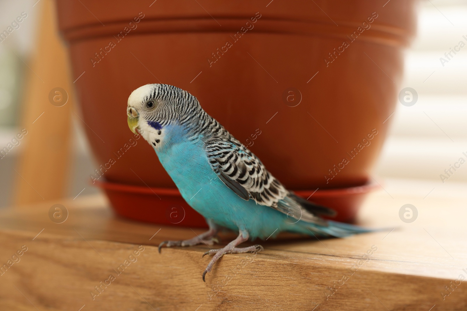 Photo of Pet parrot. Beautiful budgerigar sitting on wooden table at home