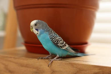 Photo of Pet parrot. Beautiful budgerigar sitting on wooden table at home