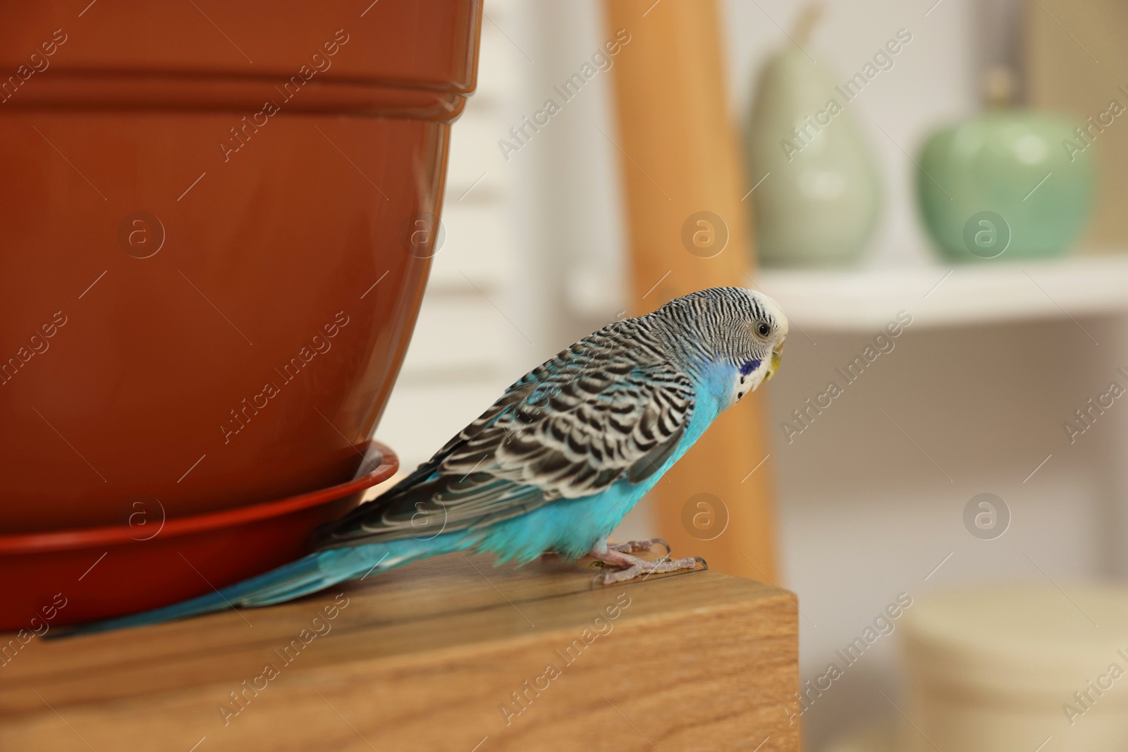 Photo of Pet parrot. Beautiful budgerigar sitting on wooden table at home