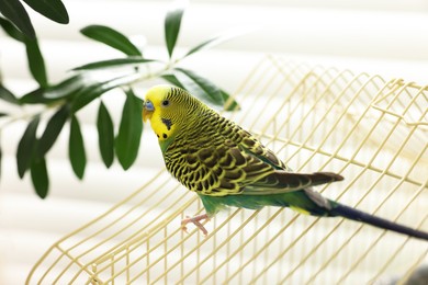 Photo of Pet parrot. Beautiful budgerigar sitting on cage indoors