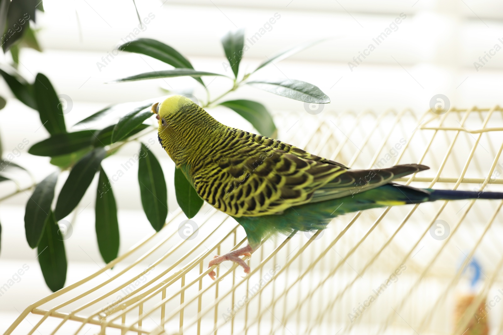 Photo of Pet parrot. Beautiful budgerigar sitting on cage indoors