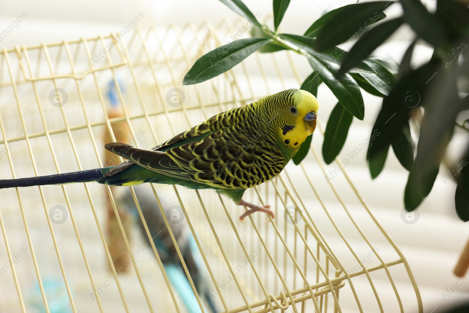 Photo of Pet parrot. Beautiful budgerigar sitting on cage indoors